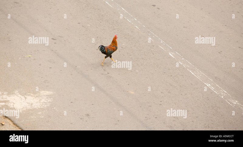 Die spannende Welt des Chicken Road - Jetzt auch in Deutschland online!, chicken road spiel